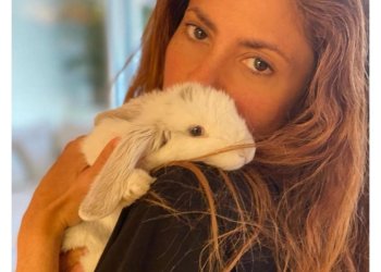 Els famosos conills de Shakira, Piqué, Sara Roy i Miki Núñez provenen de Taradell