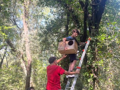 L'Ajuntament instal·la refugis per a la protecció del mussol comú a Taradell