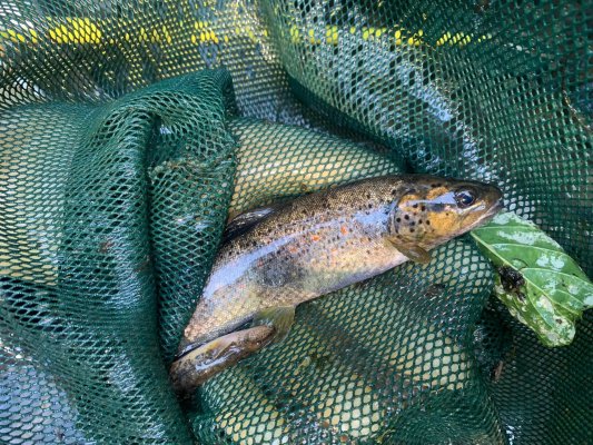 Rescaten peixos de la riera de Mansa a Taradell per la sequera